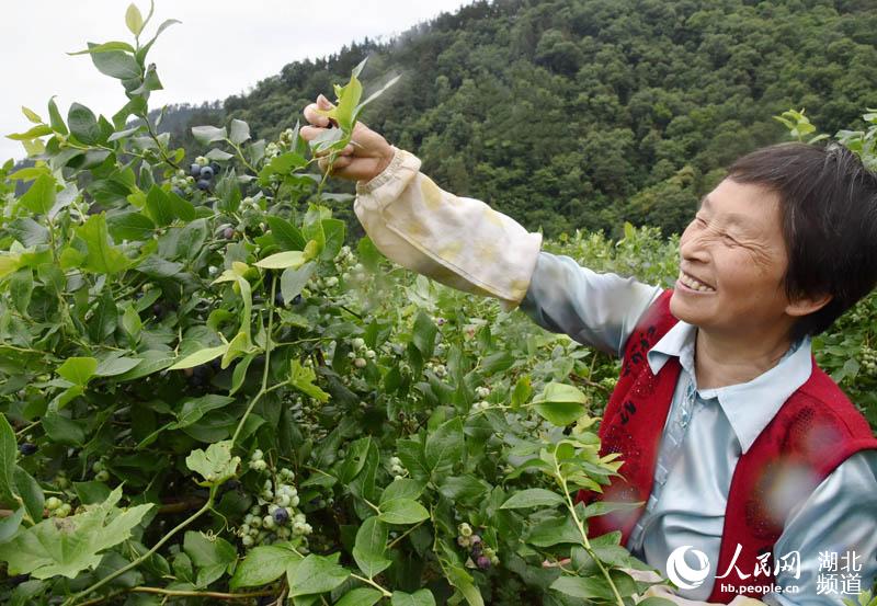 湖北保康：蓝莓熟了 农民乐了