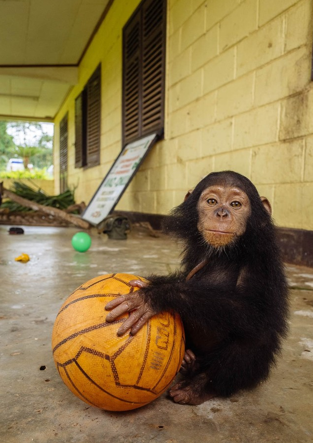 篮球猴子走红 与双亲分离篮球成它唯一依靠