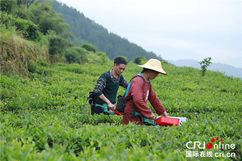 湖北巴东：绿色乡村振兴 优茶领军脱贫