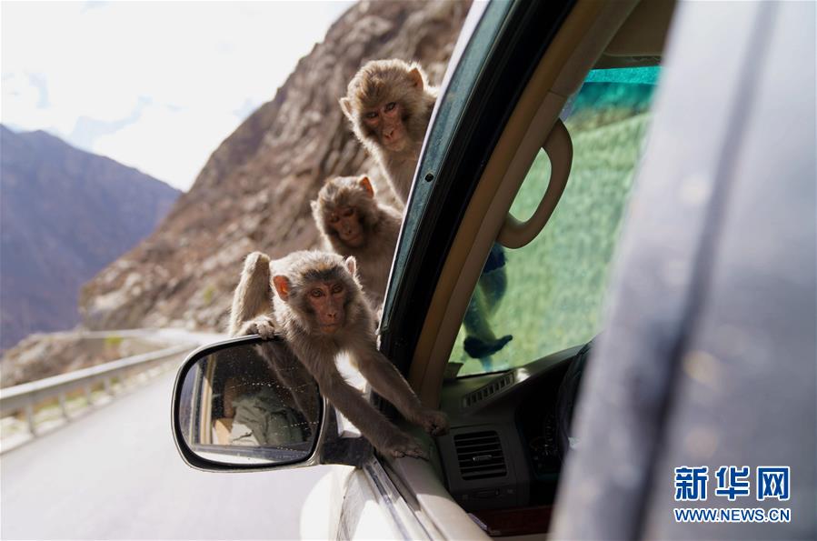 西藏：加查县的野猴乐园