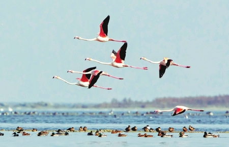 山西運城：鹽湖上飛來野生火烈鳥
