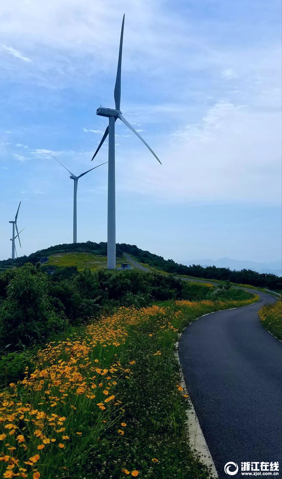宁波一条风电工程道路 变身“最美鲜花风车公路”