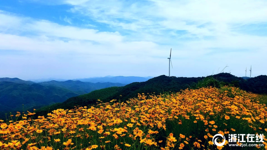宁波一条风电工程道路 变身“最美鲜花风车公路”