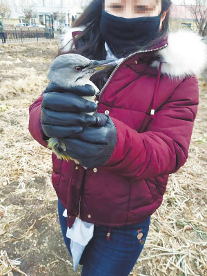 冰城志愿“护鸟人” 两年救鸟近万只
