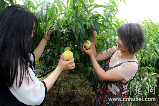 枝江仙女镇村民自办蟠桃节 “以节为媒”助力乡村振兴