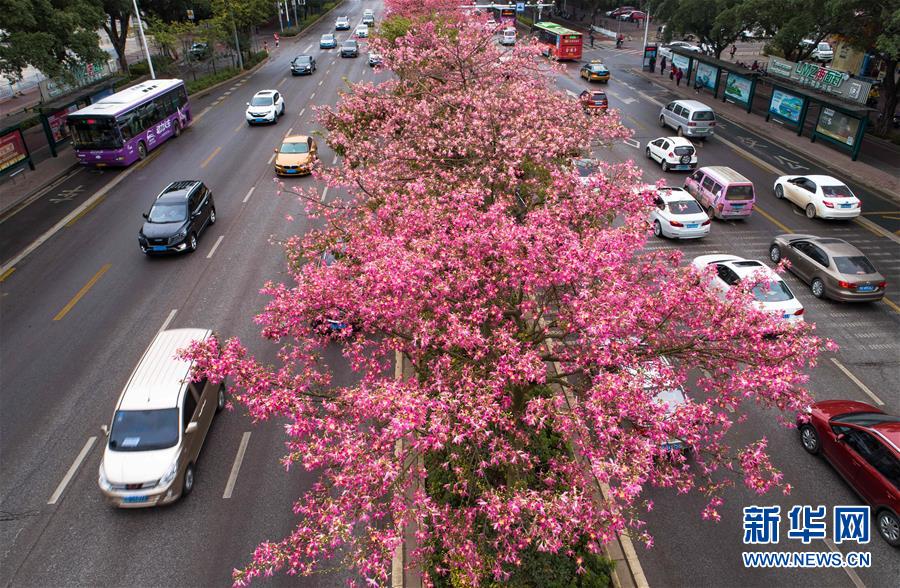 广西柳州：美丽异木棉花竞相盛开