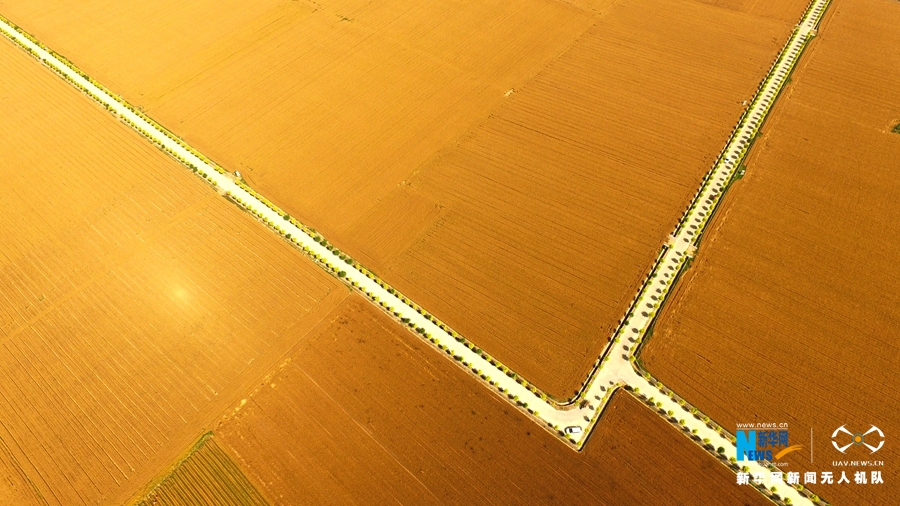 【焦点图-大图【图说4】】金色麦田美如画