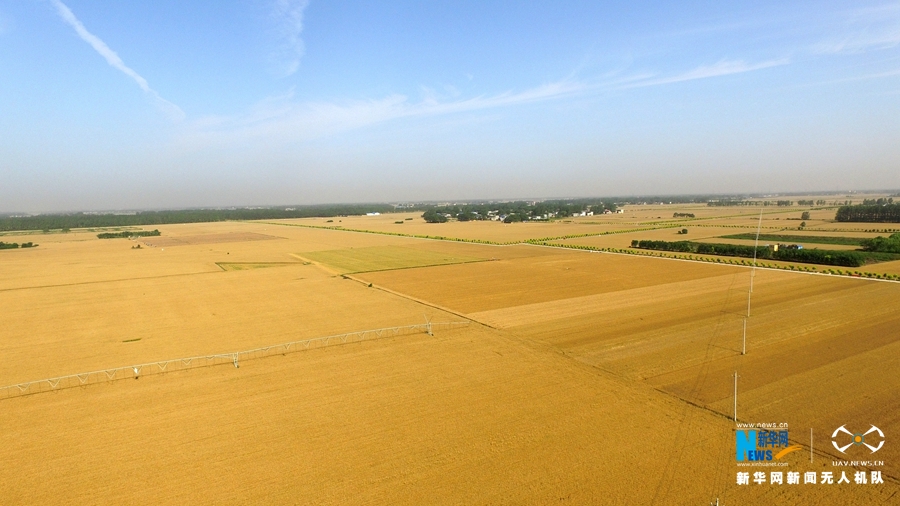 【焦点图-大图【图说4】】金色麦田美如画