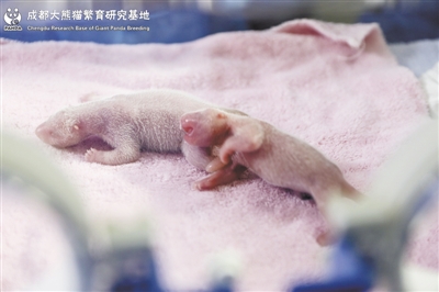 母子平安 今年全球首對圈養大熊貓雙胞胎誕生
