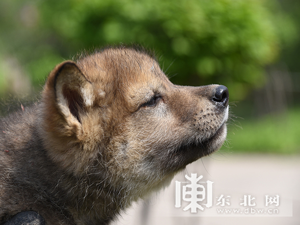 環尾狐猴棕熊寶寶齊賣萌 動物“小可愛”六一將集體亮相 環尾狐猴棕熊寶寶齊賣萌 動物“小可愛”六一將集體亮相