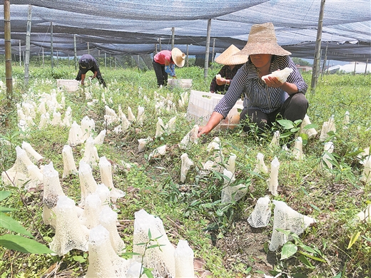 圖片默認標題_fororder_在八步區桂嶺鎮竹園村的恒昌公司基地，工人正在采收竹蓀。