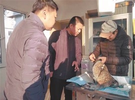 錦州、瀋陽兩地接力救助國家一級瀕危鳥類大鴇
