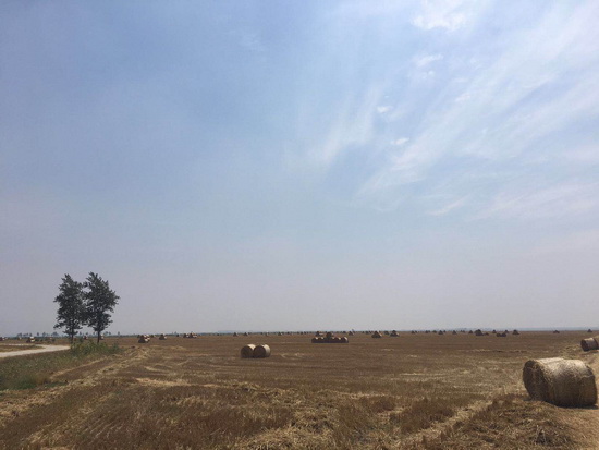 万华禾香板：一根秸秆的绿水青山梦