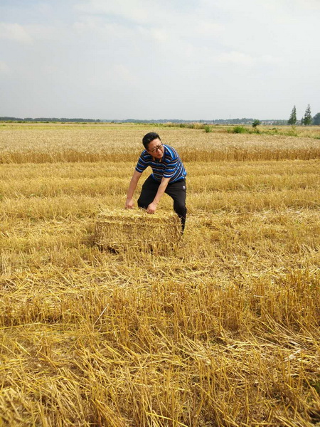 万华禾香板：一根秸秆的绿水青山梦