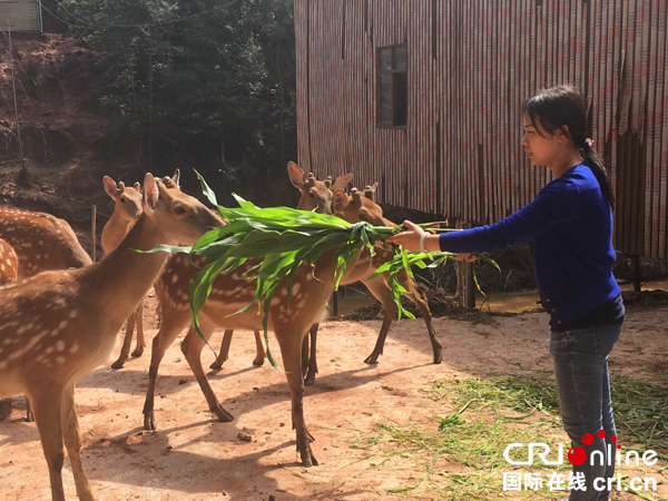 图片默认标题_fororder_肖莉正在喂梅花鹿吃草