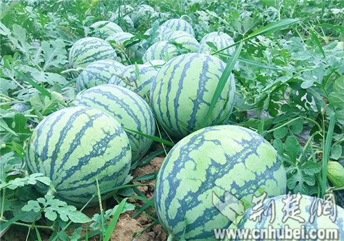 荊門“荊雙井”西瓜成“香餑餑”俏銷四方