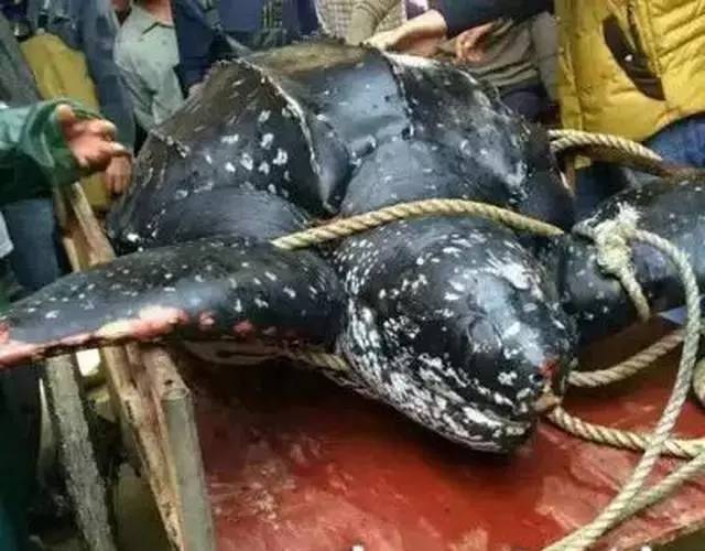 国家二级保护动物416斤棱皮龟遭杀龟肉被抢购一空组图