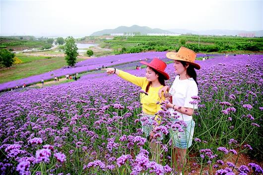 美麗鄉村引客來