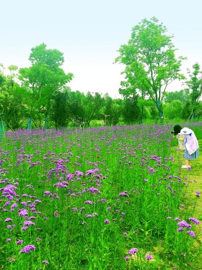 花兒野趣十足 動物奇妙可愛 植物學博士帶你探秘東湖“秘境”