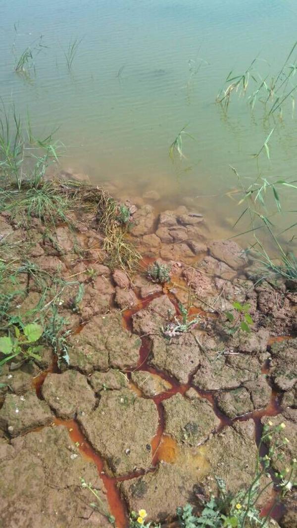 江苏百亩池塘鱼虾死亡 养殖户疑企业倾倒化工废物