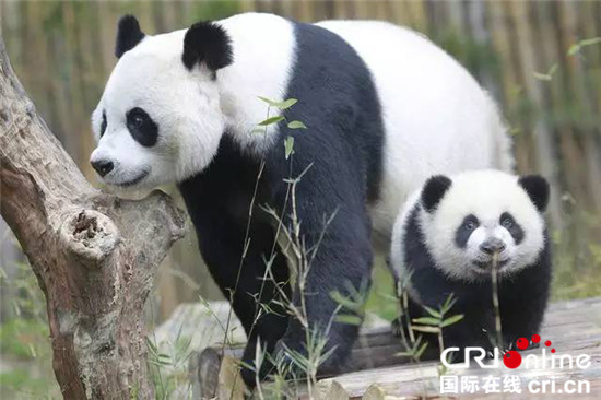 大熊猫高高纪录片图片