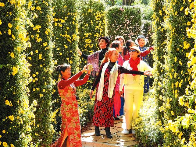 青秀山第四屆菊花展進入最佳賞花期 10萬盆菊花綻放 這個週末約起來