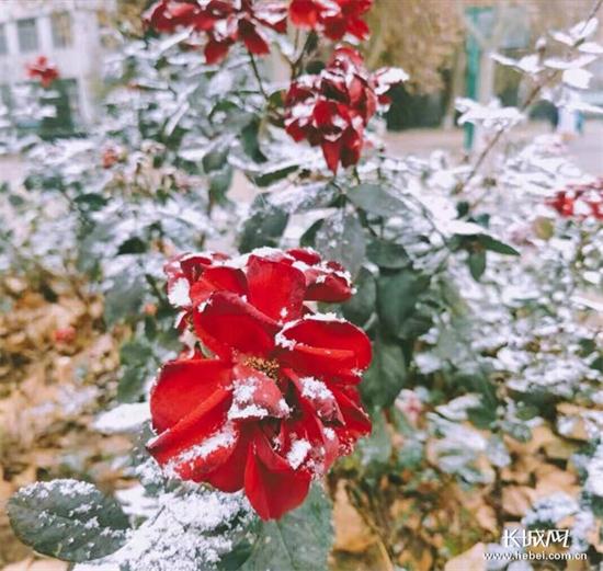 粒密密麻麻地从天而降,给石家庄市民送来了大大的惊喜和小小的烦恼