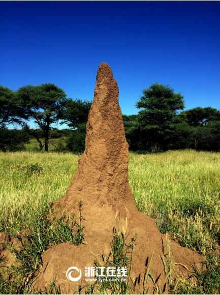 柱状的蚁巢高度一般1-5米不等(记者 叶寒青 摄)蚂蚁窝是蚂蚁生活的