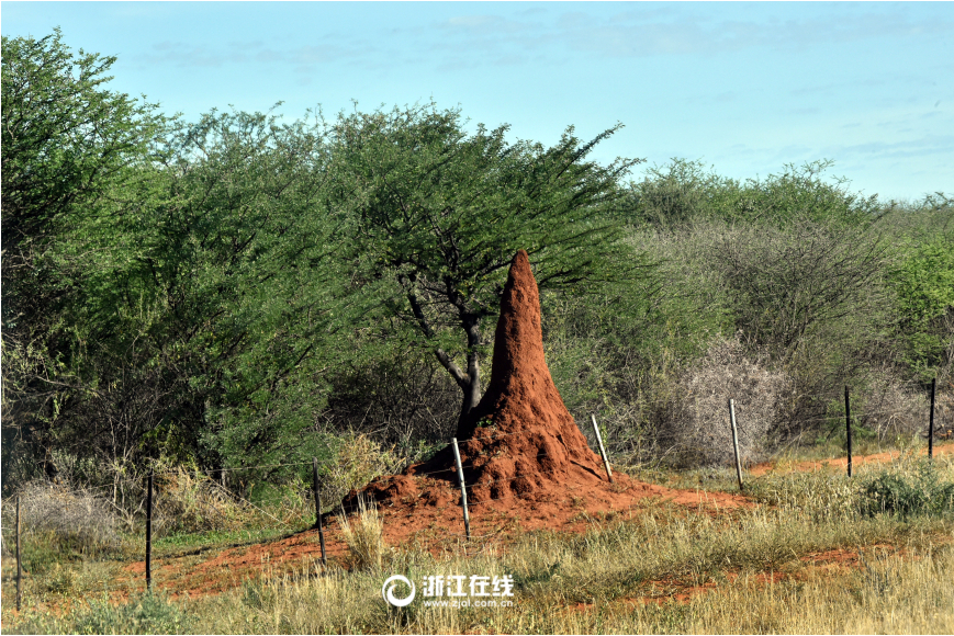 公路边红色的蚁巢(记者 叶寒青 摄)蚂蚁窝是蚂蚁生活的地下巢穴,包含