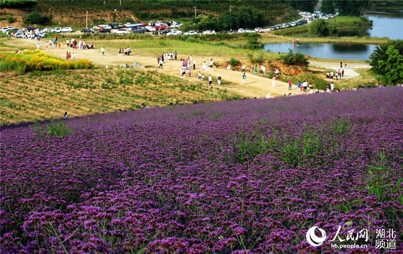 湖北十堰：花开郧阳游客来