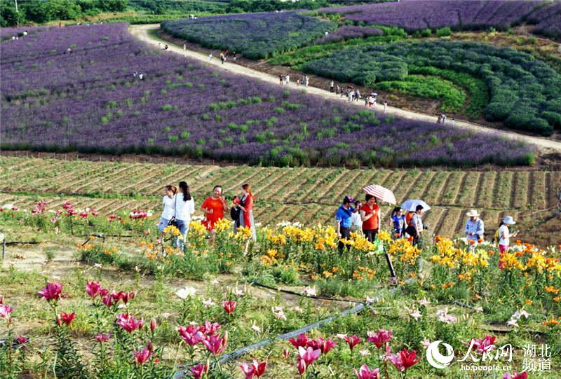 湖北十堰：花开郧阳游客来