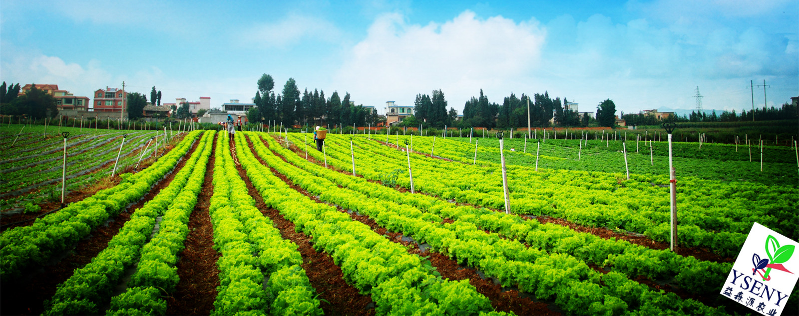 確保口糧安全 穀物基本自給 中國打造農業現代化