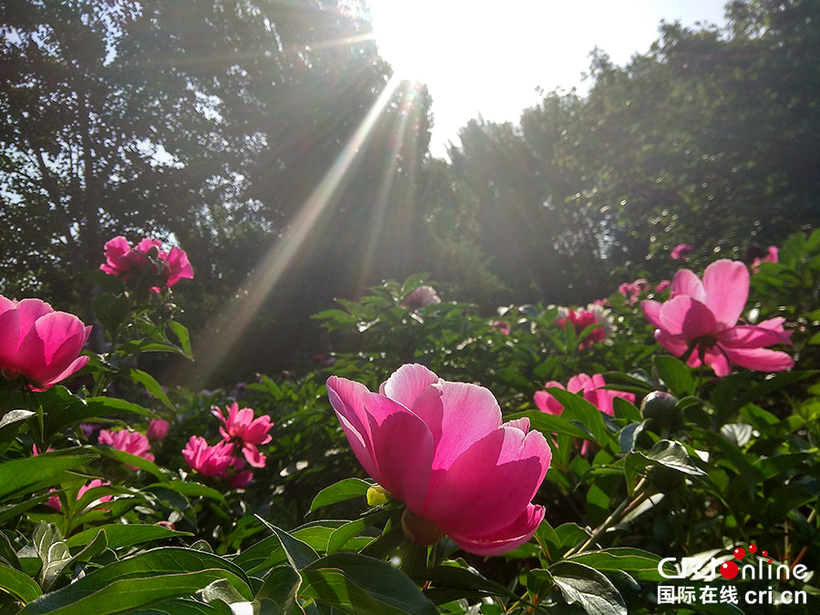 01 【吉林】【原创】【CRI看吉林(标题)】【图说吉林】【白山松水(小图185*105)】【关东黑土(长春)】【移动版(图)】 长春市长春公园芍药盛开 争奇斗艳 01 【吉林】【原创】【CRI看吉林(标题)】【图说吉林】【白山松水(小图185*105)】【关东黑土(长春)】【移动版(图)】 长春市长春公园芍药盛开 争奇斗艳