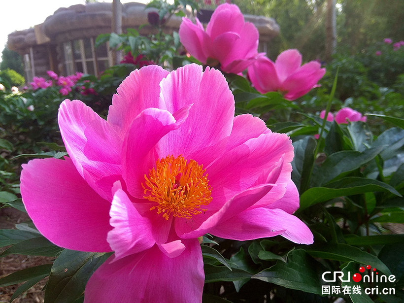 01 【吉林】【原创】【CRI看吉林(标题)】【图说吉林】【白山松水(小图185*105)】【关东黑土(长春)】【移动版(图)】 长春市长春公园芍药盛开 争奇斗艳 01 【吉林】【原创】【CRI看吉林(标题)】【图说吉林】【白山松水(小图185*105)】【关东黑土(长春)】【移动版(图)】 长春市长春公园芍药盛开 争奇斗艳