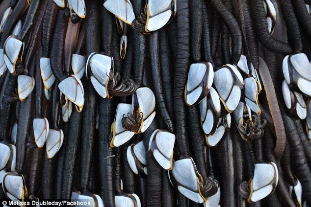 外星生物来袭？新西兰海边现神秘未知物体