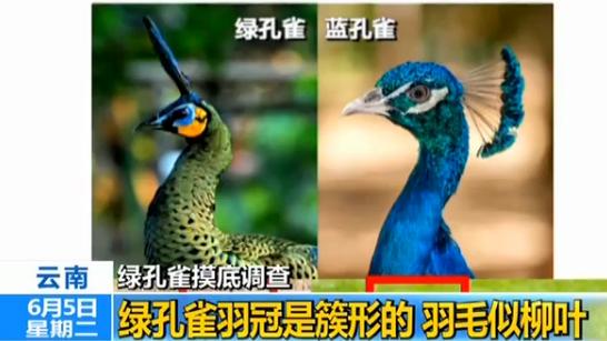 不足500只！历时四年 我国一级保护动物绿孔雀摸底调查完成