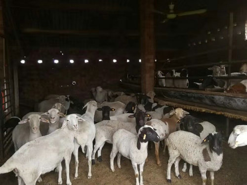 【河南供稿 已刪】平頂山市寶豐縣前營鄉：槐樹嶺上羊正肥 産業紅火致富忙