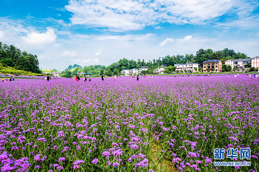 重庆：紫色马鞭草绽放十二金钗大观园 勾勒浪漫田园风光