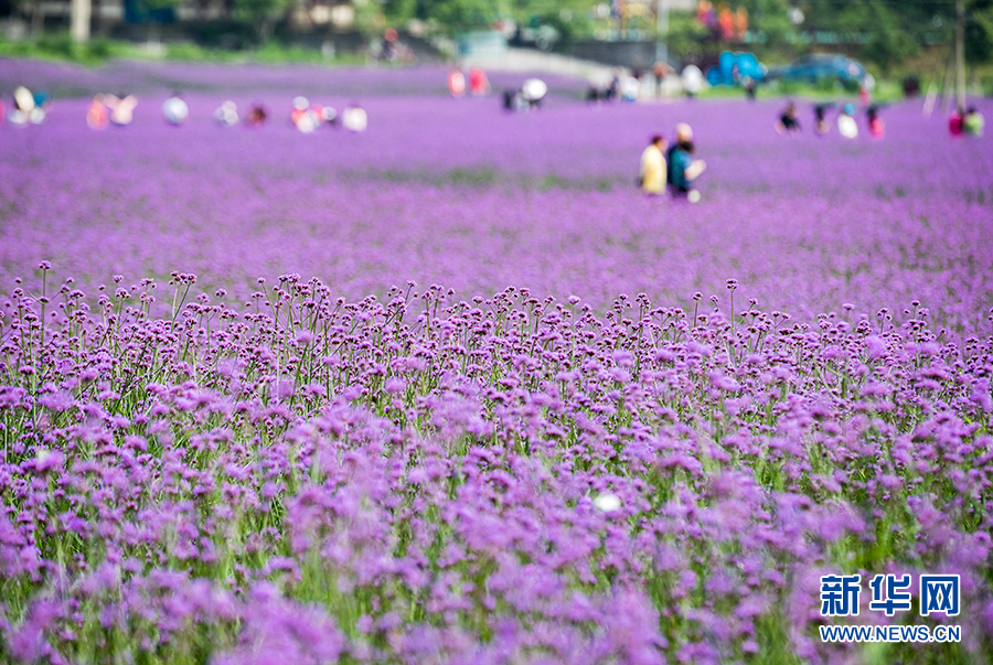 重慶：紫色馬鞭草綻放十二金釵大觀園 勾勒浪漫田園風光