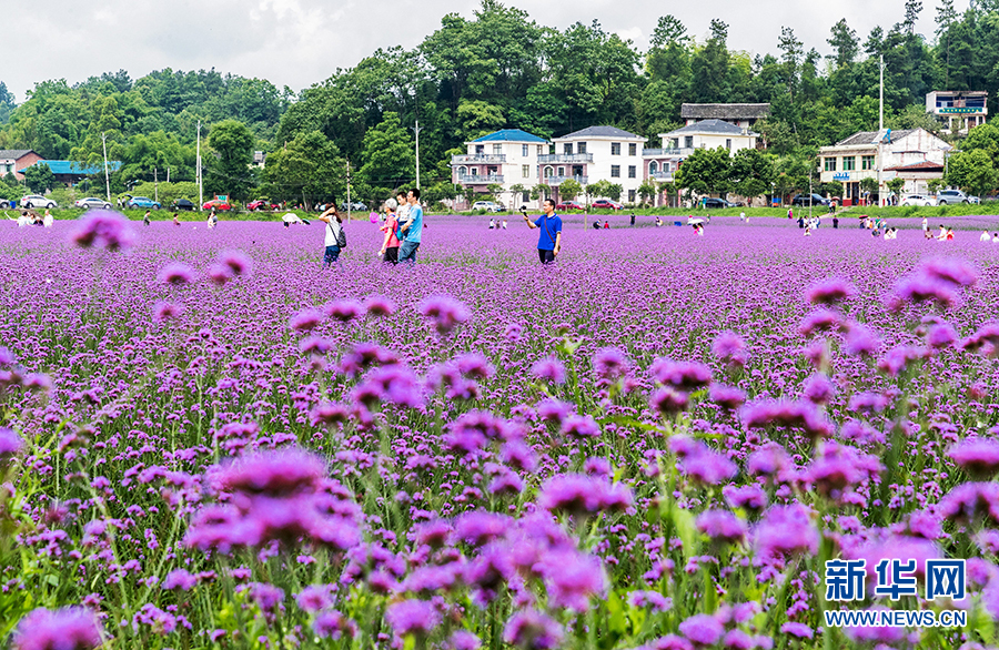 重庆：紫色马鞭草绽放十二金钗大观园 勾勒浪漫田园风光