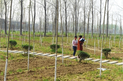 【要聞-文字列表】【河南在線-文字列表】【移動端-文字列表】高舉綠色旗幟:西平縣引領駐馬店“創森”工作