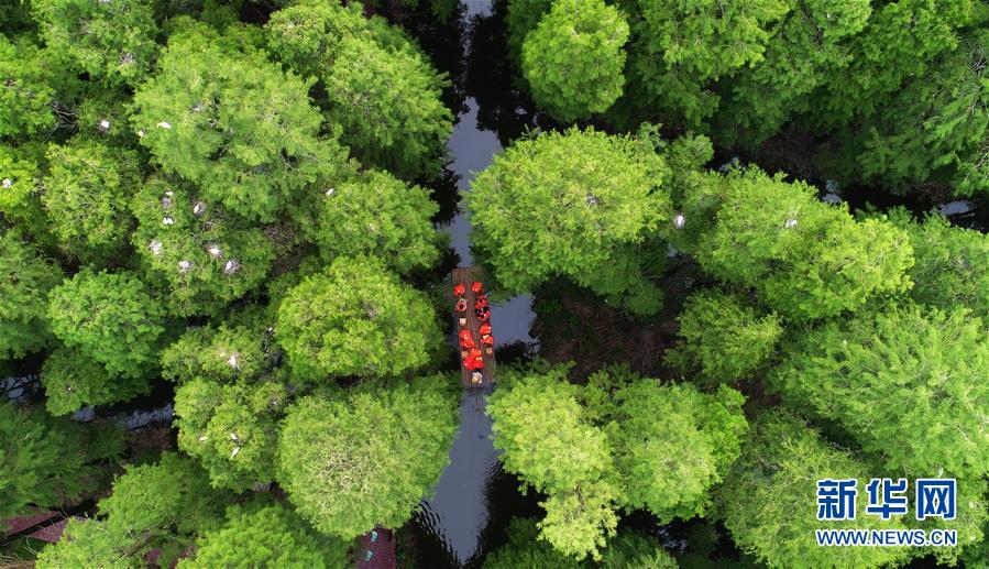江蘇興化：“水上森林”畫中游