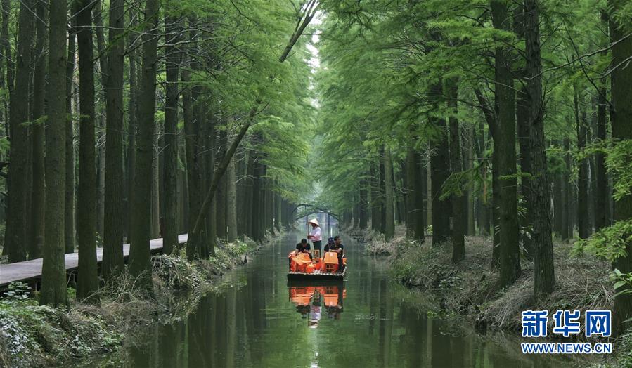 江蘇興化：“水上森林”畫中游
