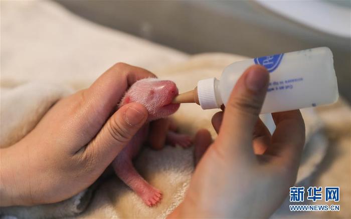 올해 세계 첫 자웅쌍둥이 팬더 탄생