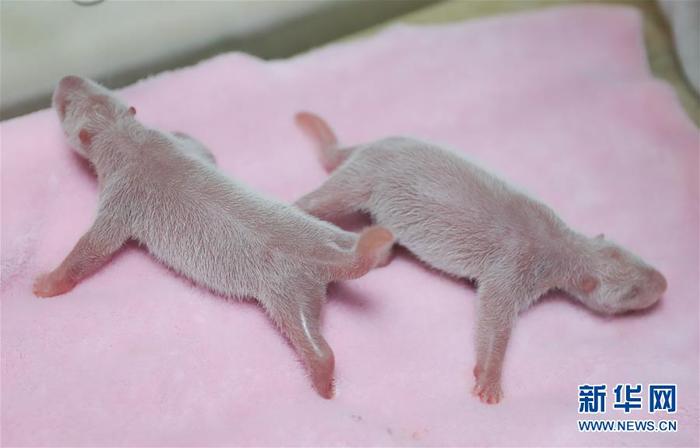 올해 세계 첫 자웅쌍둥이 팬더 탄생