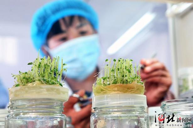 張家口:小土豆種出致富大産業