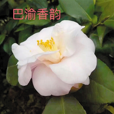 【社會民生】重慶南山植物園茶花新品種獲世園會大獎