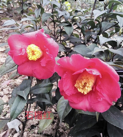 【社會民生】重慶南山植物園茶花新品種獲世園會大獎