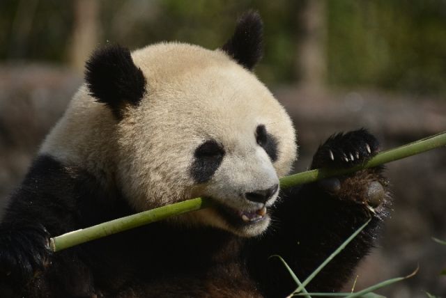 熊猫与家园|阿杰:不拘小节的大姐大