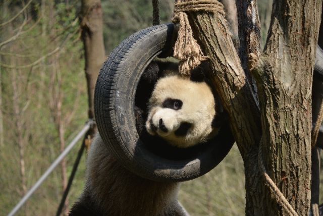 熊猫与家园|阿杰:不拘小节的大姐大